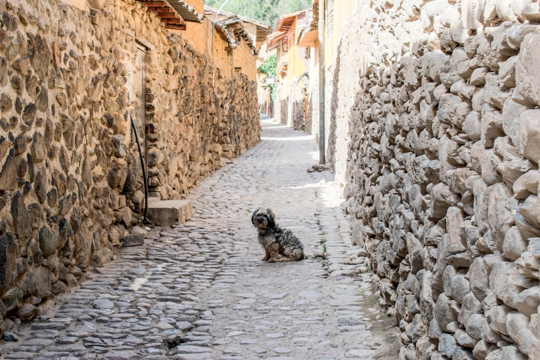 Walk This Way: DIY Cobblestone Path Installation